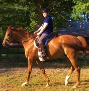 Julie N. Books Riding Joey