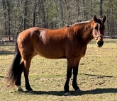 Teddy Bear (Cute Gelding)